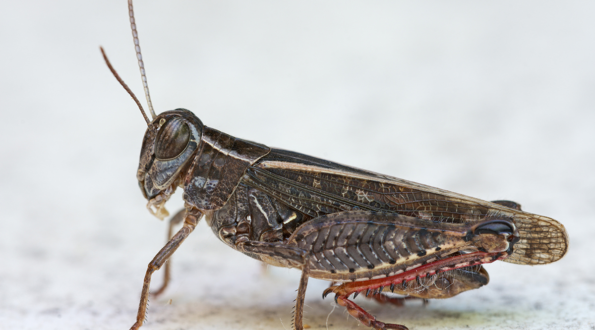 Саранча в Ставрополье и луговой мотылек в Сибири: названы главные вредители сельскохозяйственного сезона-2020
