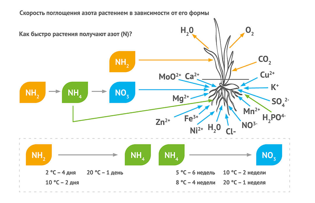 Питание озимой пшеницы 