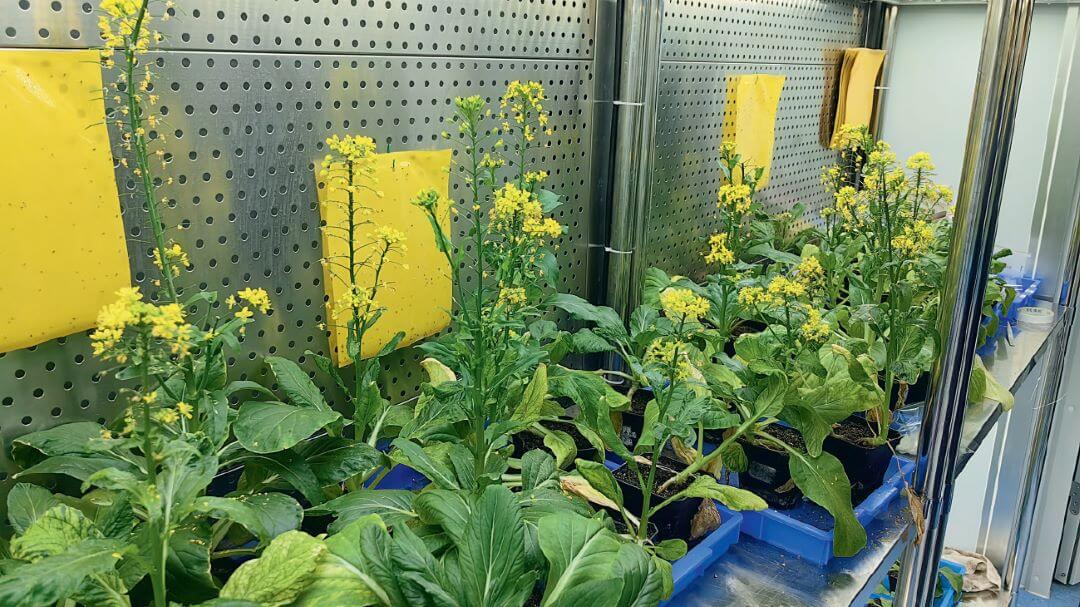 Климатические камеры с растениями в университете