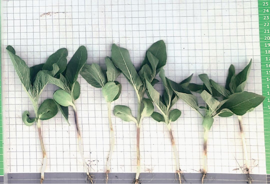 Семена этого подсолнечника были обработаны