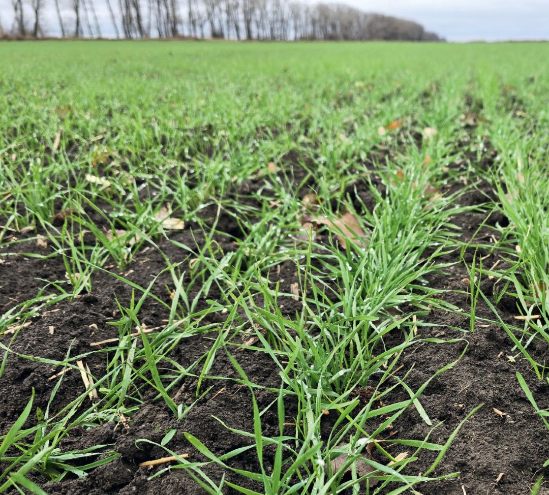 Пшеница после обработки семян