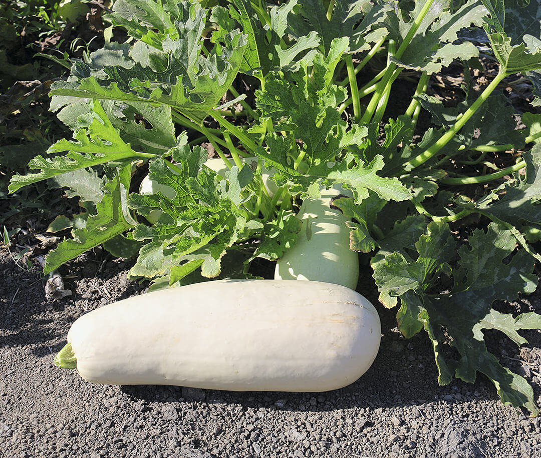 Хорошая агротехника – залог урожайности кабачка 