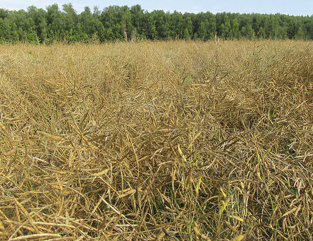 Урожай озимой пшеницы – до 60 ц/га