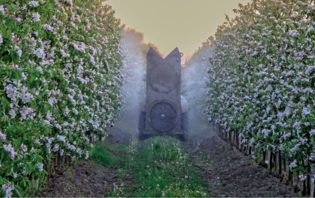 Весенняя защита яблони