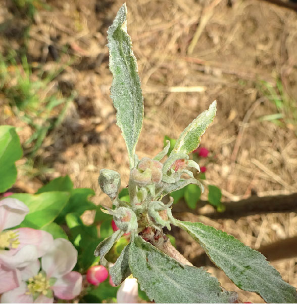 Соцветие в центре поражено мучнистой росой