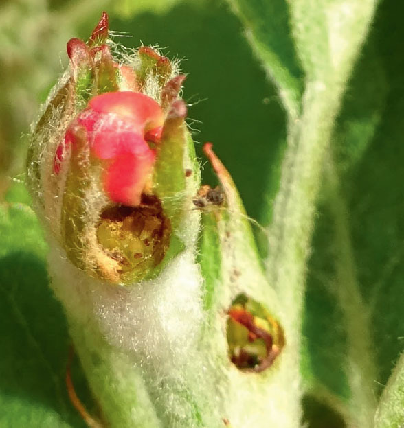 Повреждения бутонов яблонным цветоедом