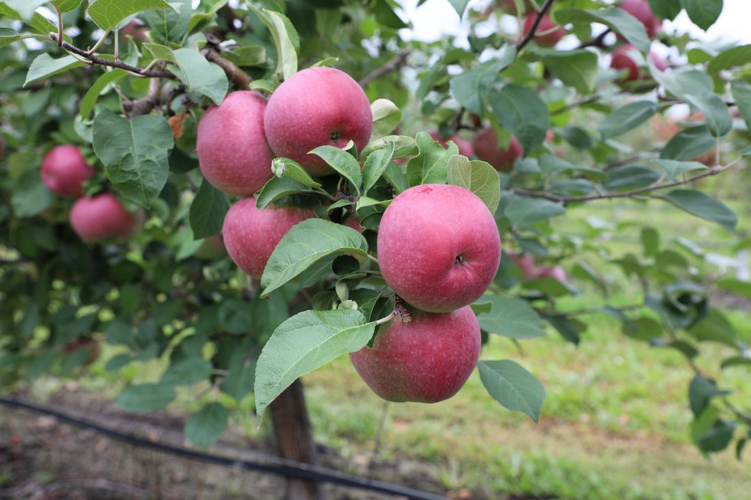 Защита сада – это грамотно выстроенный конвейер обработок