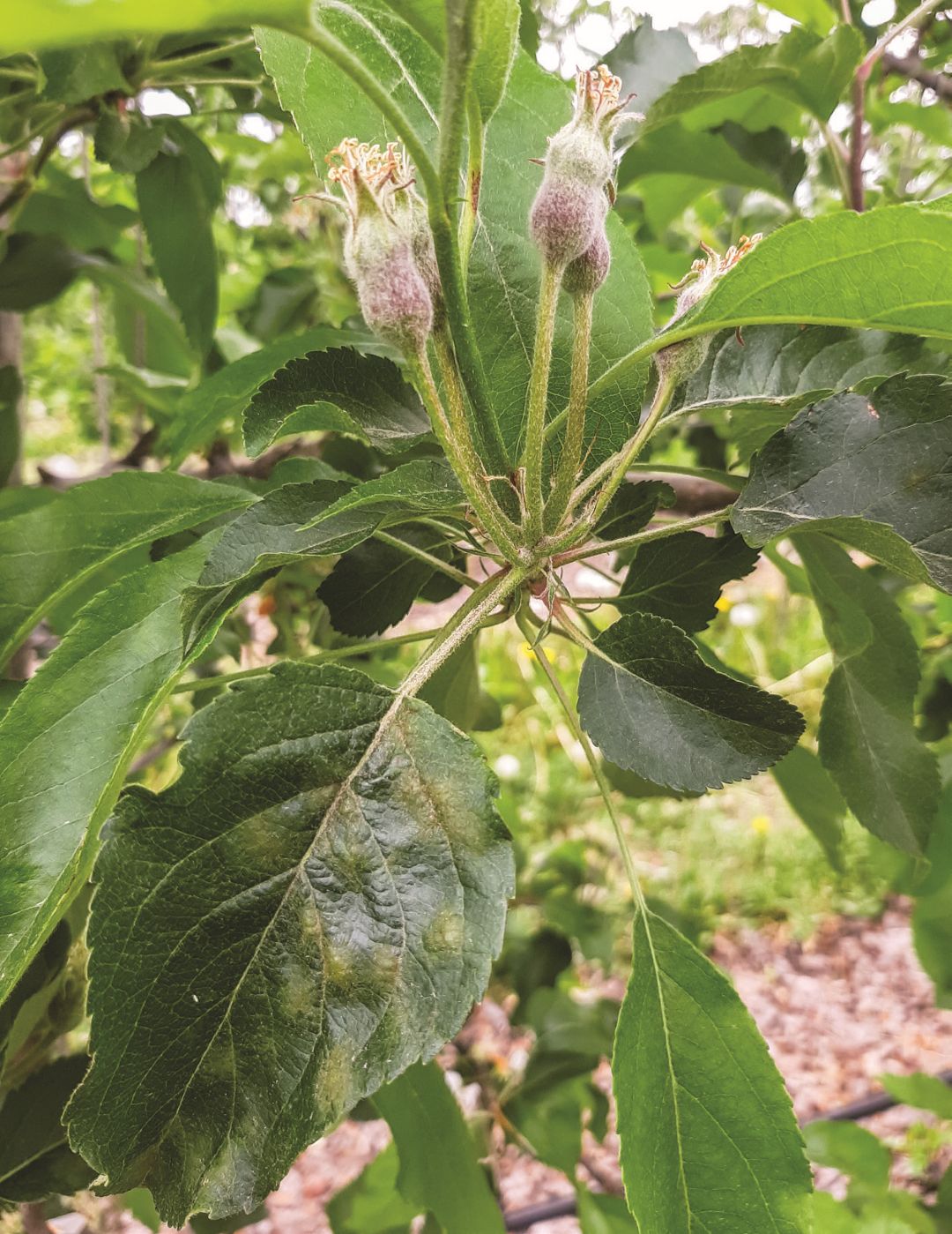 Сорт Лигол. Симптомы парши на листьях без обработки