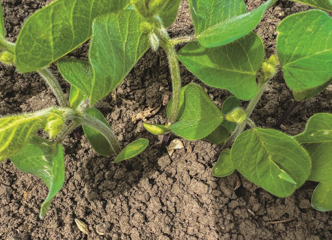 Соя в фазе примордиальных листьев после применения, 1,5 л/т