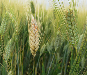 Фузариоз колоса пшеницы. Как с ним бороться thumbnail