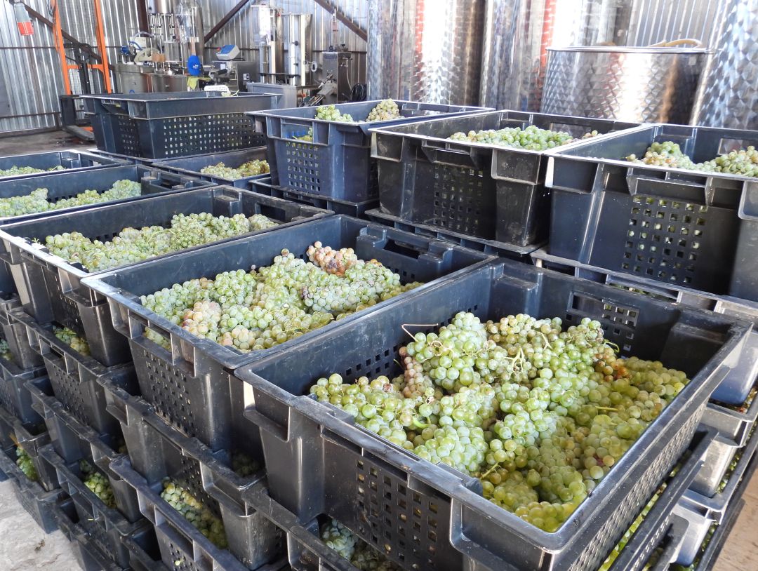 Винодельня Молчановых, 4 сентября 2025 года