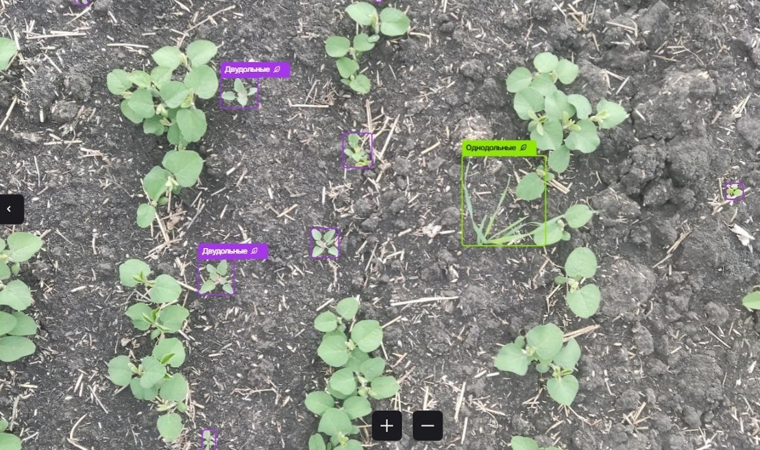 «АссистАгро»: распознавание сорняков, 30 мая 2025 года, ФХ «Лариса»