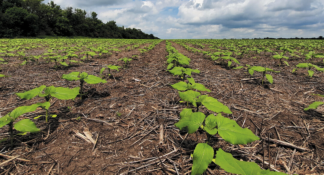 Сколько топлива и времени экономит No-till 