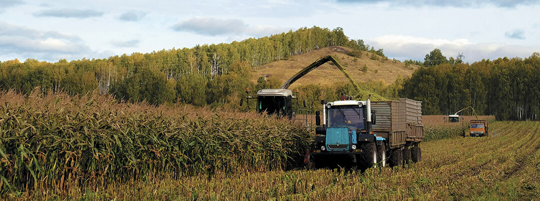 Заготовка кукурузы на силос 