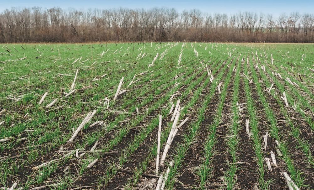Первый опыт No-till – 21 ноября 2012 года Первый опыт No-till – 21 ноября 2012 года