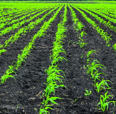 Кукуруза на белгородском поле-онлайн