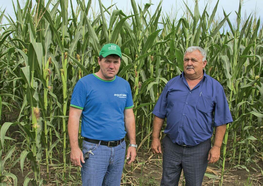Э. Малкандуев (справа) и М. Мхце на поле кукурузы сорта Фарадей