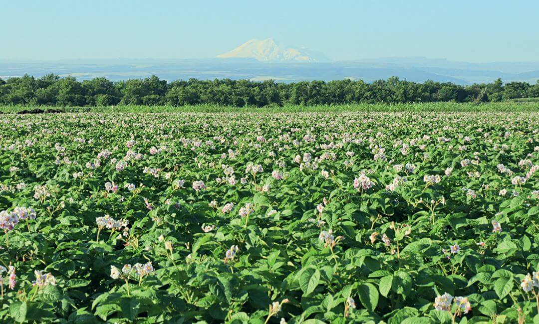 Цветение картофеля на полях предприятия Цветение картофеля на полях предприятия