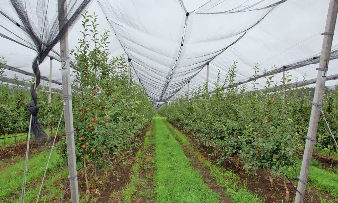 Суперинтенсивные сады «Хаммера» Суперинтенсивные сады «Хаммера»