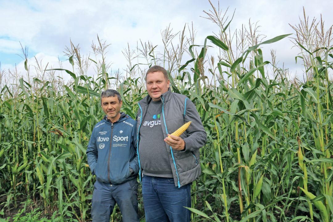 Т. Минасян и А. Рябцев на кукурузе