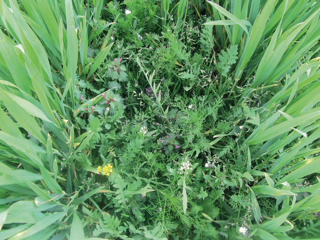 4. Контроль без обработки