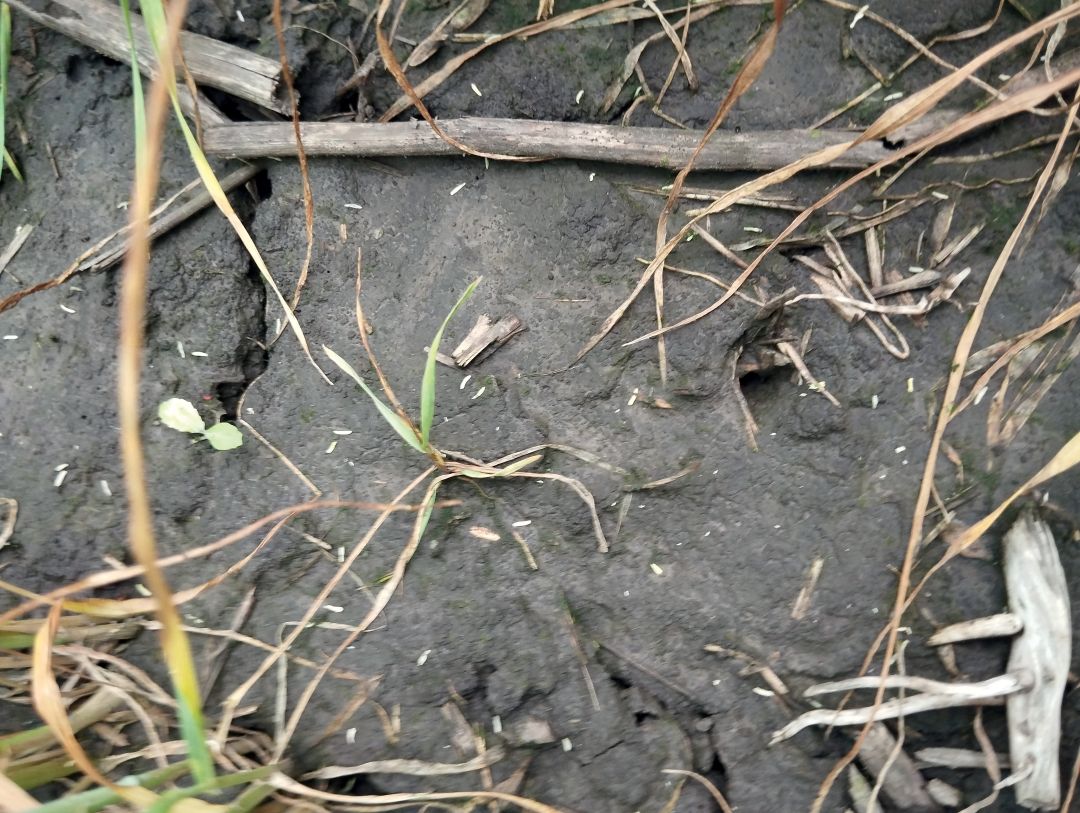 5. Гибель метлицы через 30 дней 