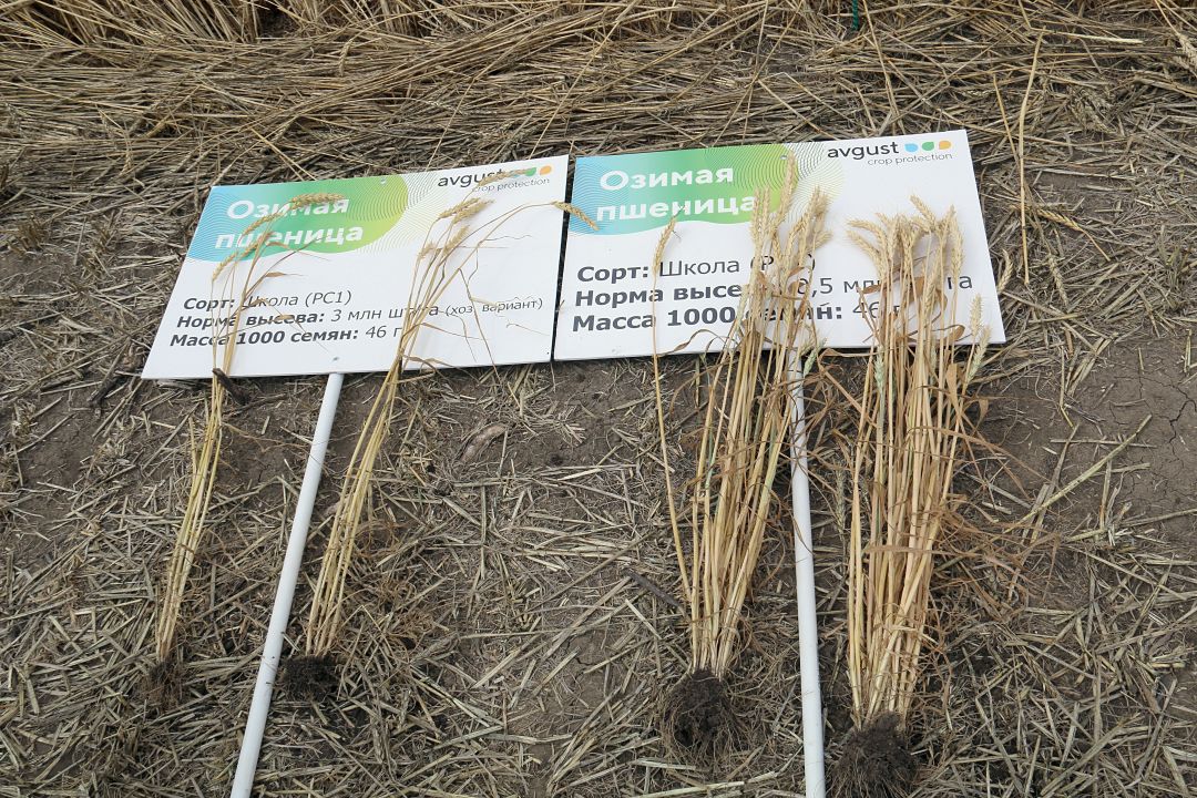 Архитектоника озимой пшеницы при различных площадях питания: слева 3, справа – 0,5 млн шт/га