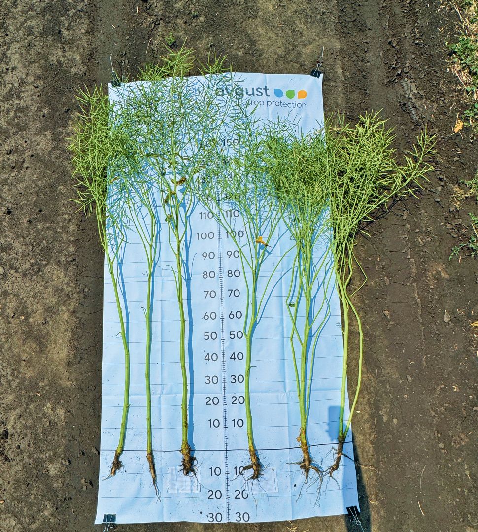 контроль. Краснодарский край, озимый рапс