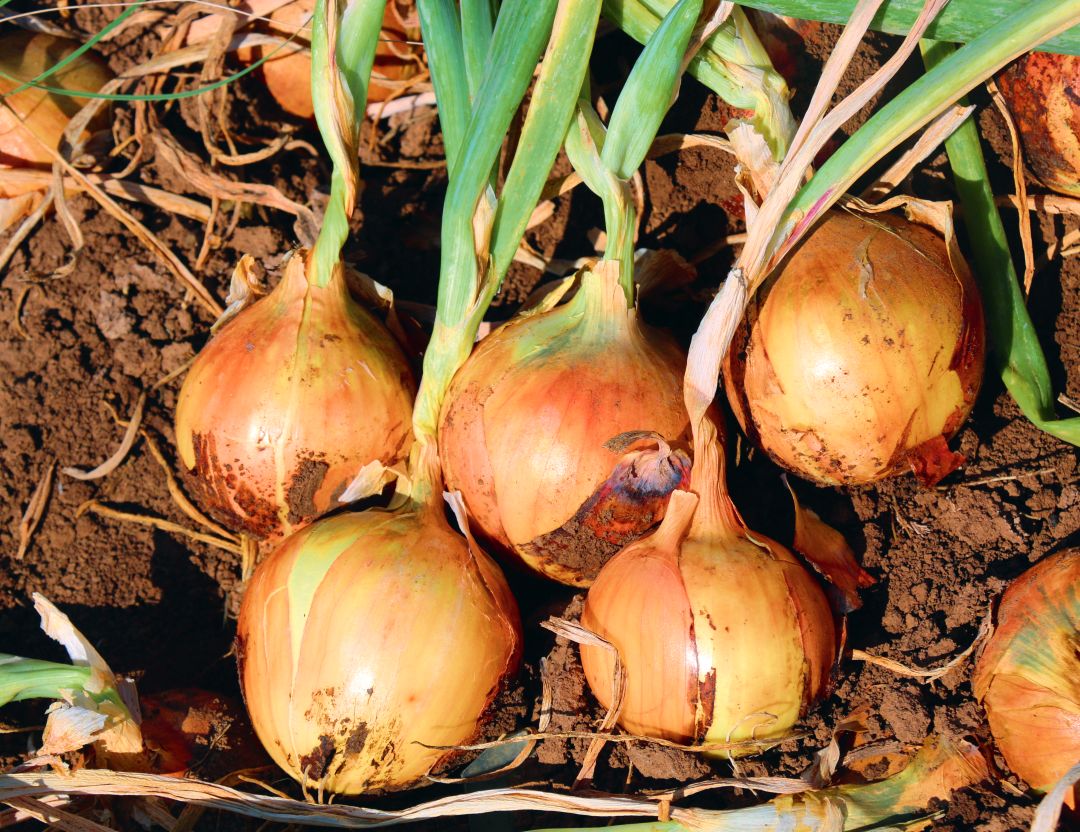 Лук готов к уборке