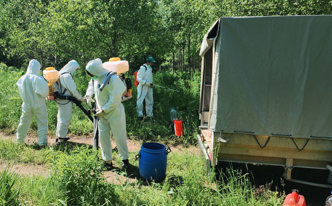 Работая с борщевиком, нельзя забывать о безопасности