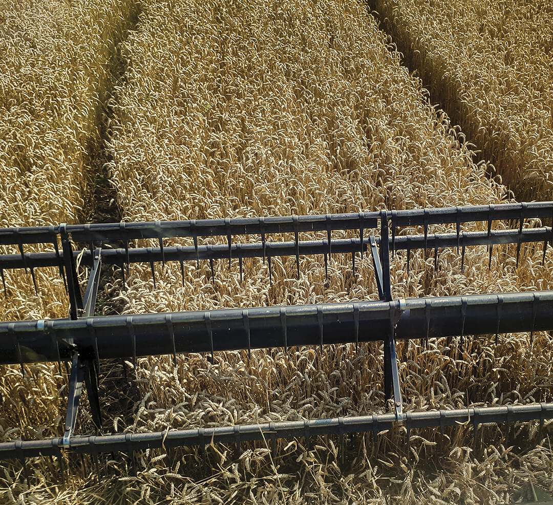 Уборка пшеницы с урожайностью 68,5 ц/га на черкасском поле-онлайн 