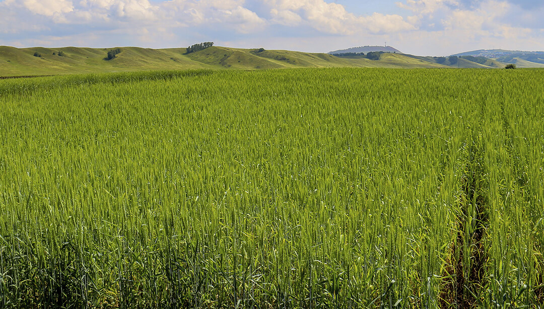 Пшеница под «августовской» защитой 