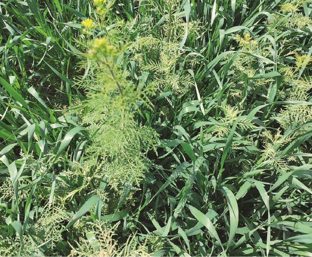 Дескурайния Софии, устойчивая к ALS-ингибиторам