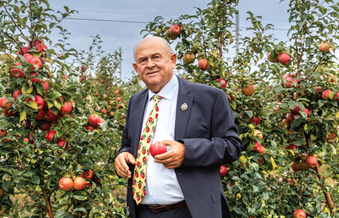 И. В. Муханин в садах «СадМашСервис», сорт Хонейкрисп И. В. Муханин в садах «СадМашСервис», сорт Хонейкрисп