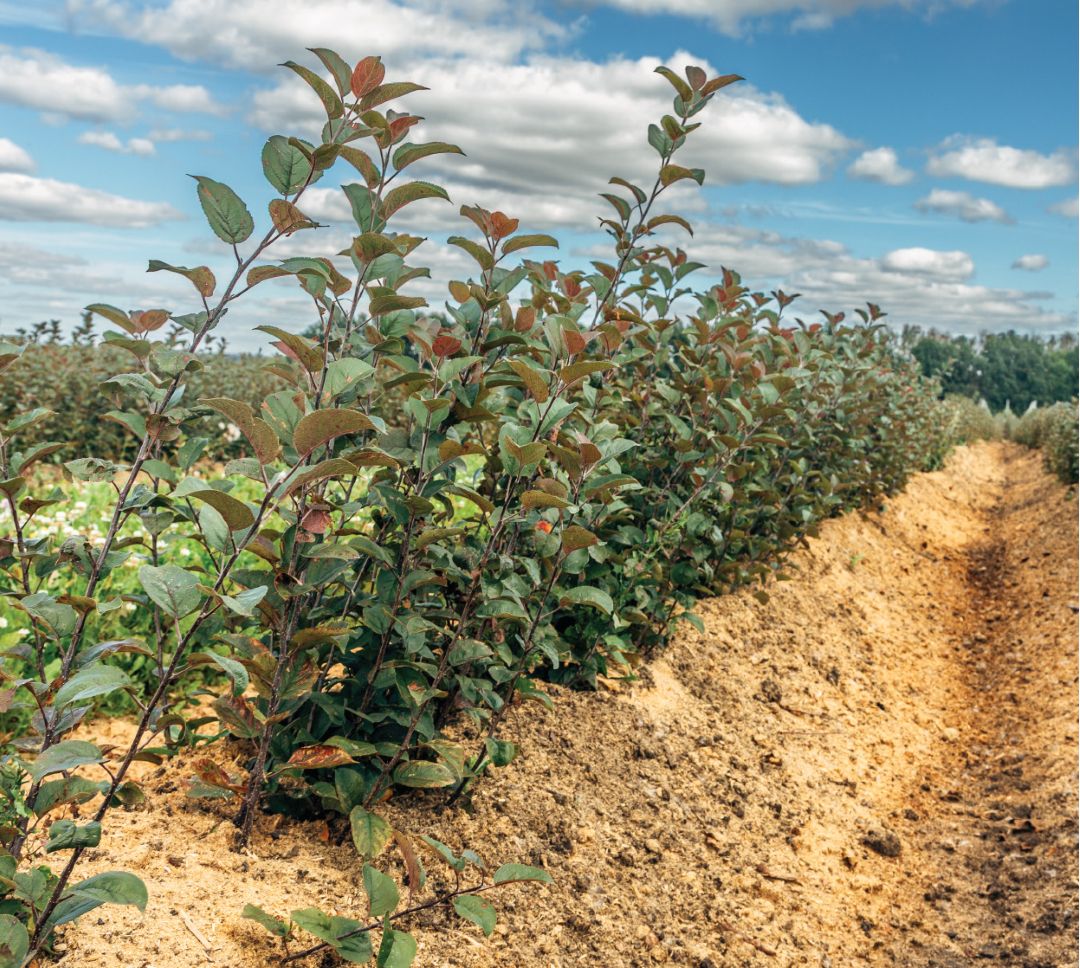 Маточник клоновых подвоев Маточник клоновых подвоев