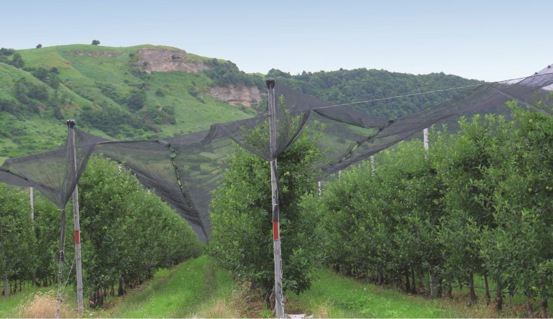 Яблоневый сад в ООО «Атажукинский»