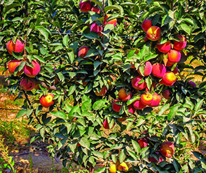 Яблоки перед сбором в южно-казахстанском «саду-онлайн»
