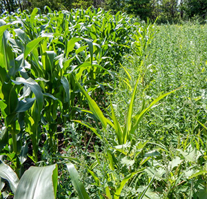 Экспертные решения в защите кукурузы от сорняков 