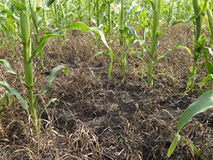 Погибший пырей в кукурузе на свердловском поле-онлайн  