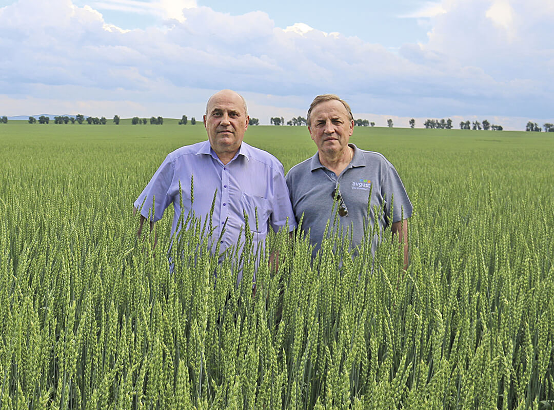 С. Ю. Толстиков и Л. П. Столяр на пшеничном поле 
