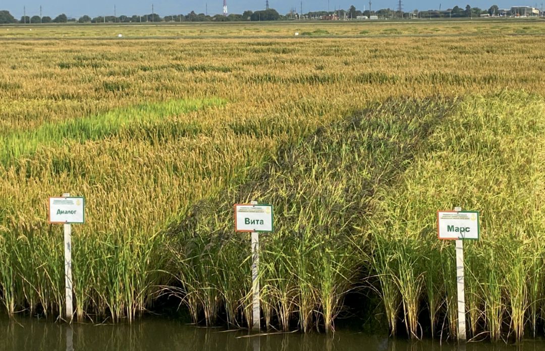 Демонстрационные посевы ФНЦ риса Демонстрационные посевы ФНЦ риса