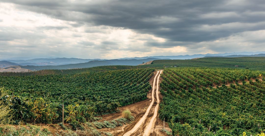 Виноградники ДЗИВ