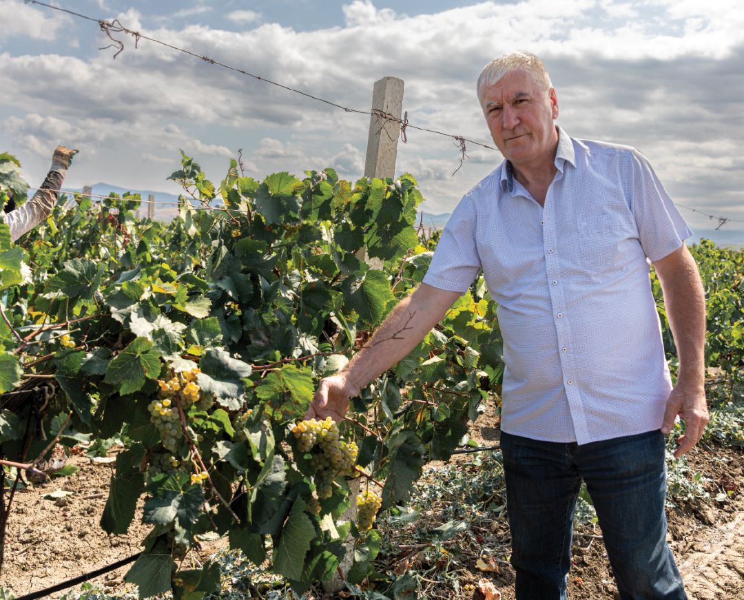 Г. А. Шуайбов на винограднике, сорт Рислинг