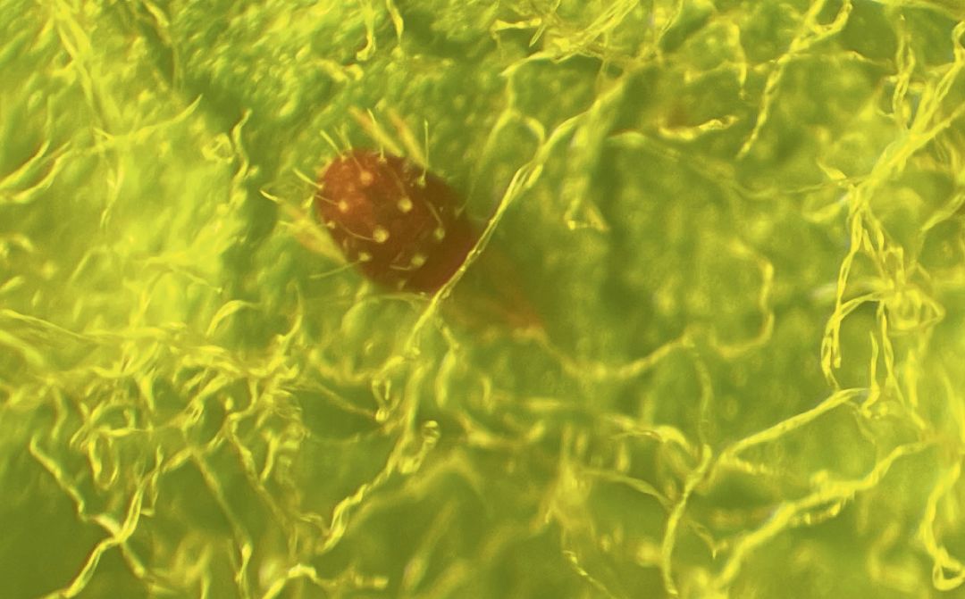 Красный плодовый клещ до обработки Красный плодовый клещ до обработки