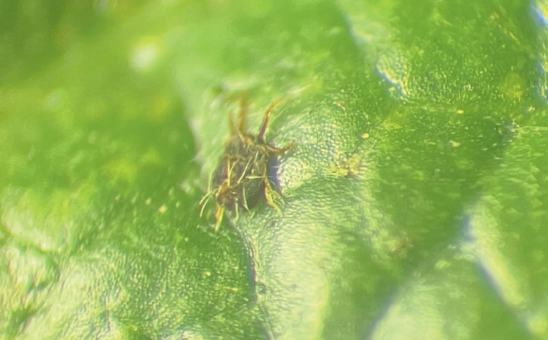 2. Через пять суток в варианте 2. Через пять суток в варианте