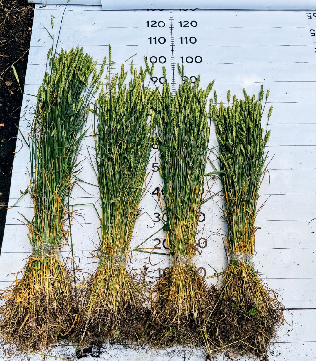 Слева направо: контроль