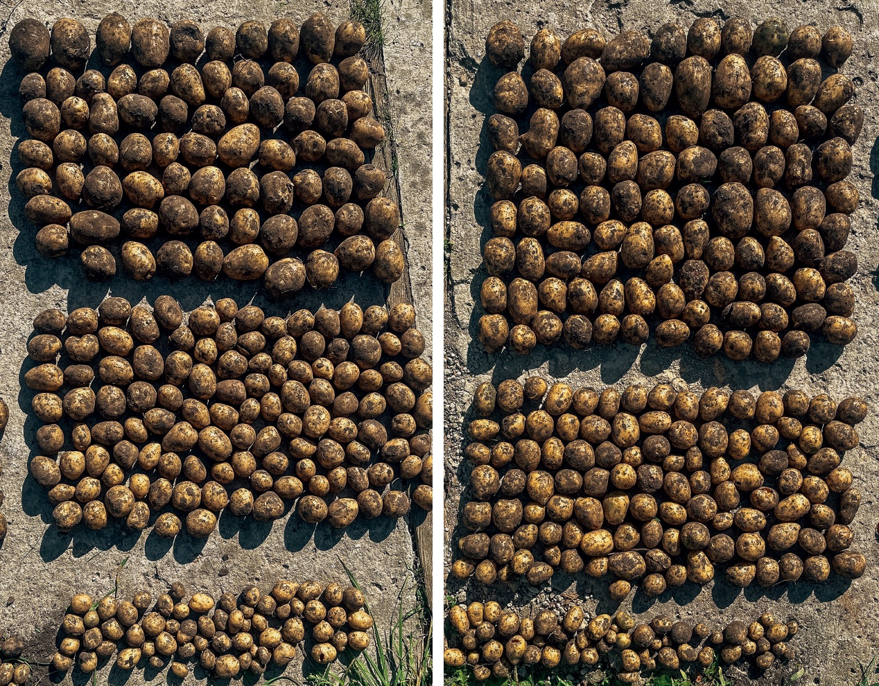 больше крупных клубней, чем в хозяйственном варианте