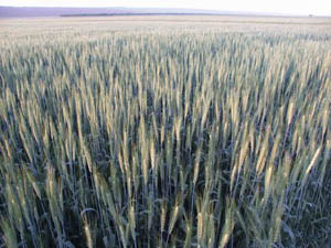 Какие сорта пшеницы выращивают в ростовской области?