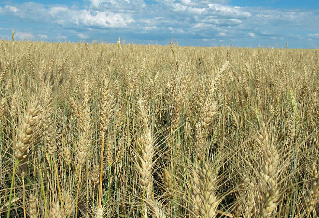 Озимая пшеница на Тамбовщине