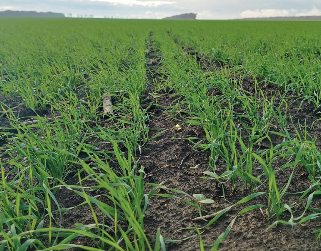 Оплот® и Стерлинг®